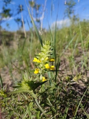 Melampyrum barbatum