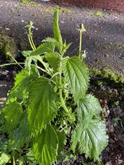 Urtica dioica