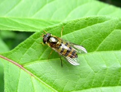 Epistrophe nitidicollis