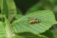 Chrysotoxum cautum