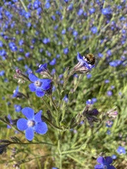 Anchusa