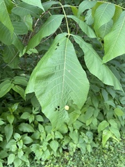 Phylloxera caryaeglobuli