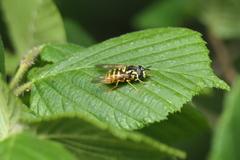 Chrysotoxum cautum