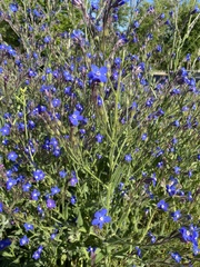 Anchusa