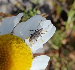 Polydrusus pilosus