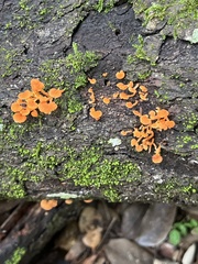 Favolaschia calocera