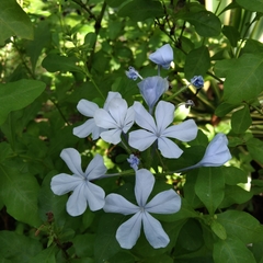 Plumbago auriculata