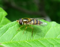 Epistrophe nitidicollis