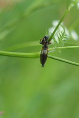 Pamponerus germanicus