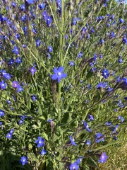 Anchusa