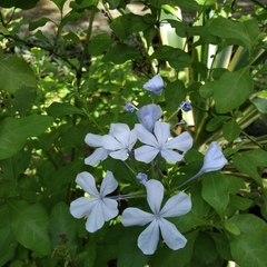 Plumbago auriculata