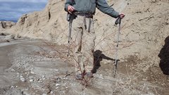 Eriogonum deflexum deflexum