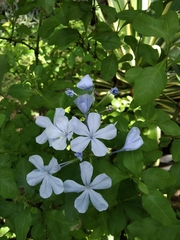 Plumbago auriculata