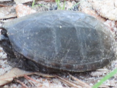 Kinosterninae