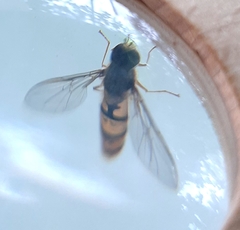 Episyrphus balteatus