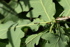 Argyresthia curvella