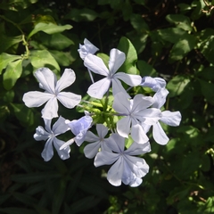 Plumbago auriculata