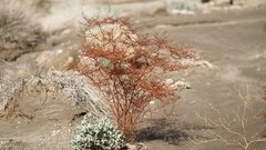 Eriogonum deflexum deflexum