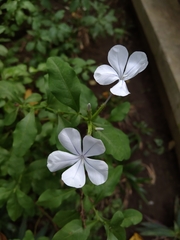 Plumbago auriculata