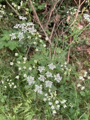 Anthriscus sylvestris