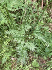 Anthriscus sylvestris