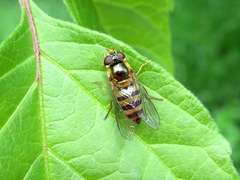 Epistrophe nitidicollis