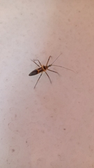 Armillatus