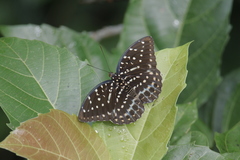 Lexias dirtea
