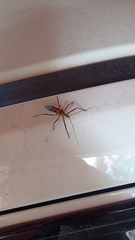 Armillatus