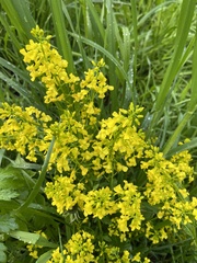 Barbarea vulgaris