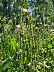 Physostegia purpurea