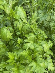 Artemisia vulgaris