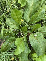 Rumex obtusifolius