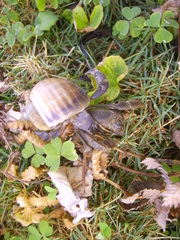 Coenobita cavipes