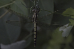 Orthetrum lineostigma