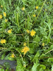 Taraxacum officinale