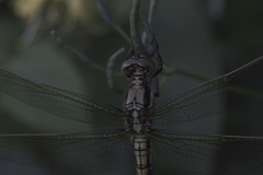 Orthetrum lineostigma