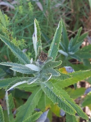 Jacobaea paludosa lanata