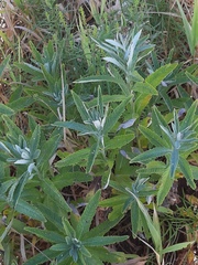 Jacobaea paludosa lanata