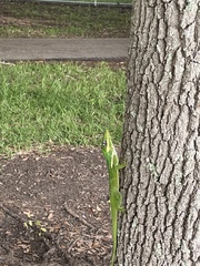 Anolis equestris