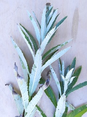 Jacobaea paludosa lanata