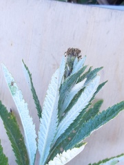 Jacobaea paludosa lanata