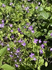 Orychophragmus violaceus