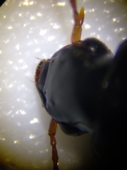 Harpalus cautus
