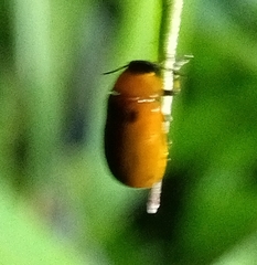 Coptocephala pallens