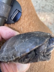 Kinosterninae