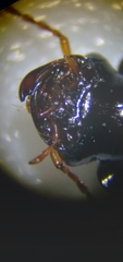 Harpalus cautus