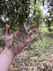 Asparagus falcatus