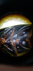Harpalus cautus