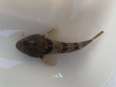 Artedius notospilotus